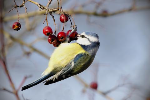 oiseau fruit