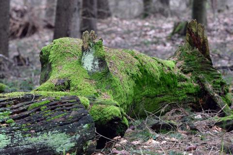 Arbre mort