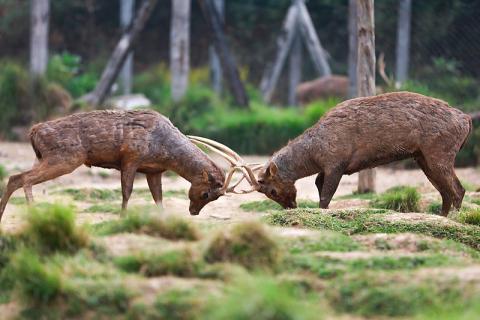 duel animaux