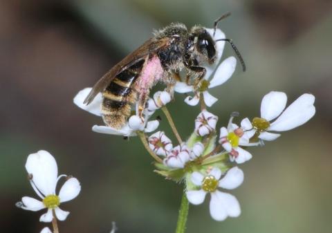abeille image