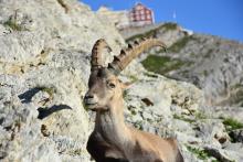 espèces animales de montagne