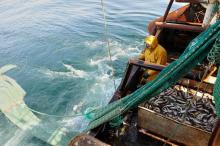 prélèvement poissons chalut ifremer