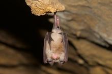 chauve-souris