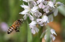 abeille pollinisation fleurs