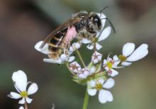 abeille image